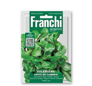 LISTNA ZELENJAVA FRANCHI SEMENTI MOTOVILEC VERTE DE CAMBRAI
