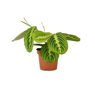 MARANTA LEUCONEURA LEMON LIME L12