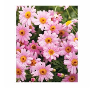 MARJETKA VOLMARY ARGYRANTHEMUM FRUTESCENS L12