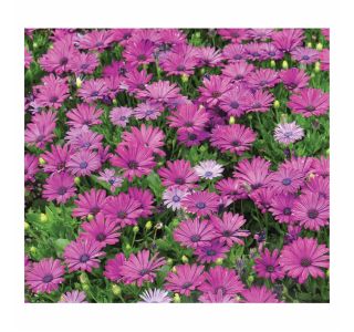 MARJETKA VOLMARY OSTEOSPERMUM ECKLONIS L12