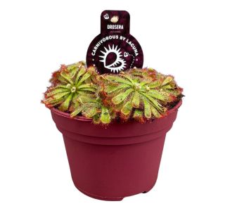 DROSERA (ROSIKA) L12 CM