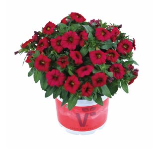 MILJON ZVONČEK VOLMARY CALIBRACHOA X HYBRIDA CALITA L12