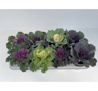 MIX JESENSKIH RASTLIN OKRASNO ZELJE BRASSICA OLERACEA MIX L12