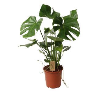 MONSTERA L17