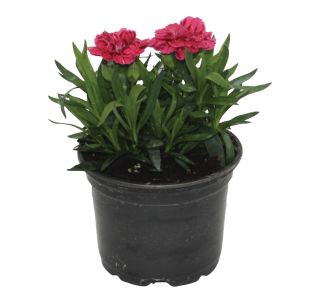 NAGELJ DIANTHUS CARYOPHILLUS L10