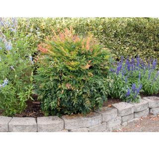 NANDINA GULF STREAM L18 V30