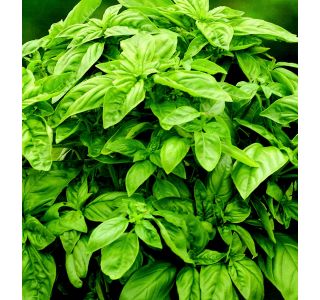 BAZILIKA VOLMARY OCIMUM BASILICUM L12 GENOVESER MARTINA