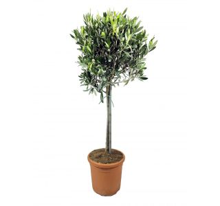 OLJKA NA DEBLU 50CM L3.5 L