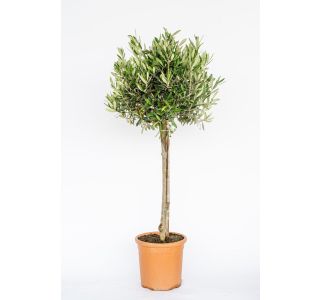 OLJKA OLEA EUROPAEA NA DEBLU L24 CM