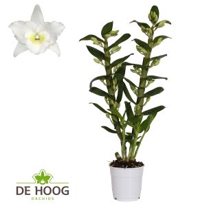 ORHIDEJA DENDROBIUM APOLLON 2ST L12 CM