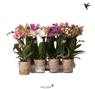 ORHIDEJA MULTIFLORA KOLIBRI MIX L9