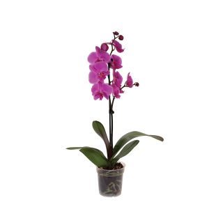 ORHIDEJA PHALAENOPSIS 1 STEBLO L12 9+ CVETOV