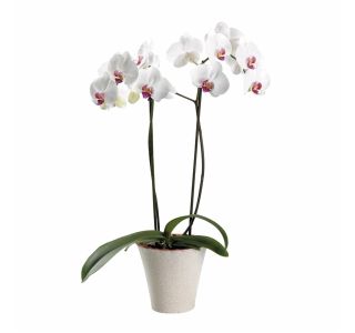 ORHIDEJA PHALAENOPSIS 2 STEBLI L12 V OKRASNEM LONCU L16