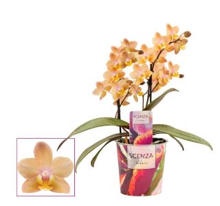 PHALAENOPSIS DIŠEČI  2ST SCENTION SCENZA L12 CM