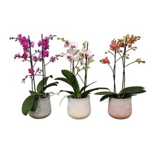 PHALAENOPSIS MULT. 2ST V OKRAS. LON. CESTRE L12 CM