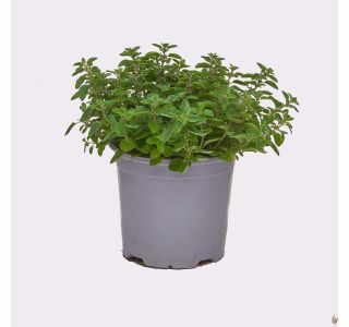 ORIGANO L15