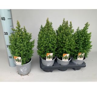 PACIPRESA ALPICA L11 CM