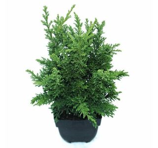 PACIPRESA DRAHT L2 L
