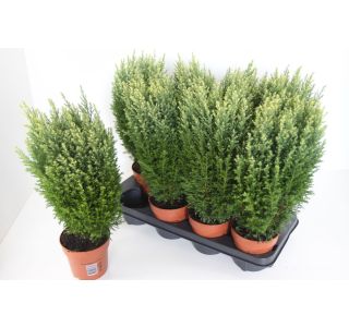 PACIPRESA SNOW WHITE L11 CM