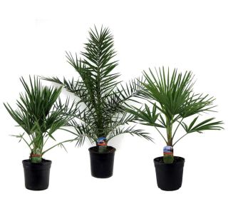 PALMA MIX L21 CM
