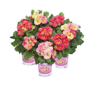 PRIMULA PALOMA L12