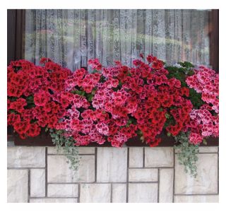 PELARGONIJA VOLMARY GRANDIFLORUM CLARION L12