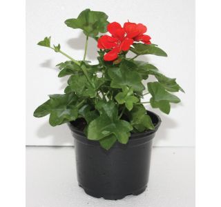 PELARGONIUM PELTATUM L10