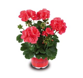 PELARGONIJA VOLMARY POWER L12