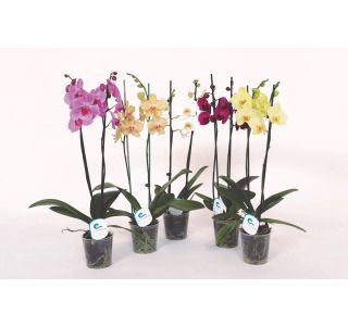 ORHIDEJA PHALAENOPSIS 2 STEBLI L12