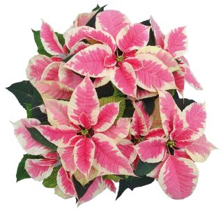 POINSETTIA KENIA L13 MIX