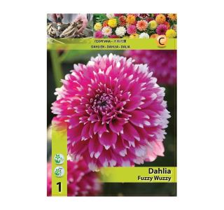 DALIJA HOLLAND BULB MARKET DEKORATIVNA FUZZY WUZZY