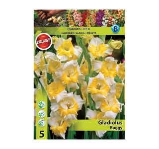 GLADIOLA HOLLAND BULB MARKET BUGGY