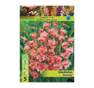 GLADIOLA HOLLAND BULB MARKET MINI NATHALIE