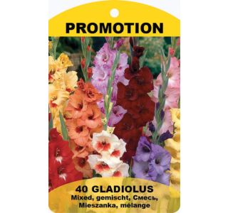 GLADIOLA HOLLAND BULB MARKET MIX 10/12 40 KOS