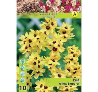 POLETI CVETOČA ČEBULICA HOLLAND BULB MARKET IXIA YELLOW EMPEROR