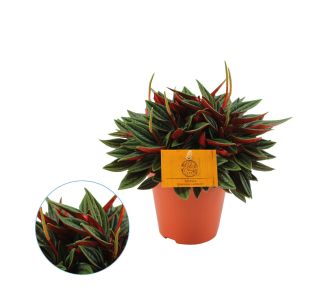 CARPERATA ROSSO L10.5 CM
