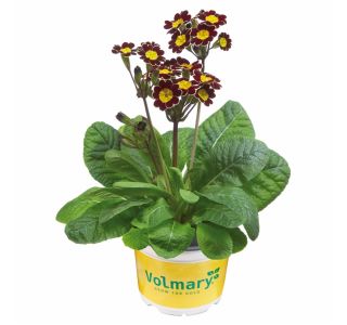 PRIMULA VOLMARY VERIS VICTORIANA L13
