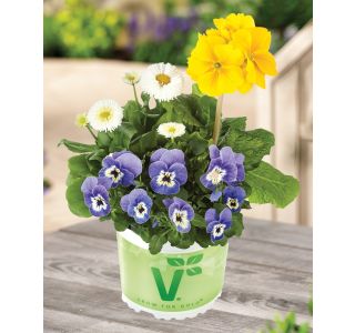 PRIMULA VOLMARY TRIO VIOLA BELLIS L13