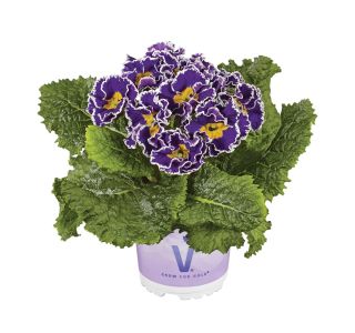 PRIMULA VOLMARY VULGARIS SACARINA BLUE L10.5