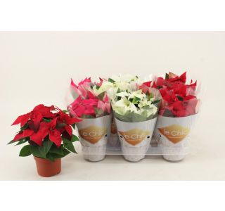 PRINCETTIA MIX L11