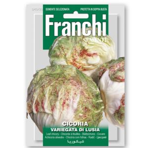 RADIČ VARIEGATA DI LUSIA
