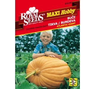 ROYAL SEEDS MAXI HOBBY BUČA ATLANTIC GIANT