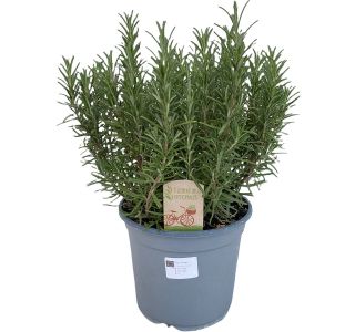 ROŽMARIN NAVADNI L14 VIŠ 35 CM