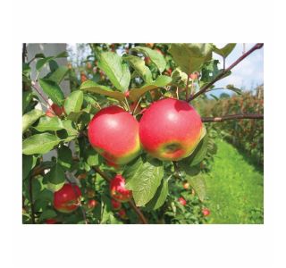 JABLANA V LONCU MALUS DOMESTICA L24