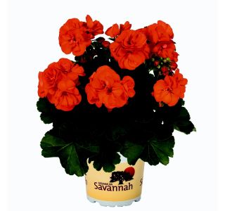 PELARGONIJA SAVANNAH POKONČNA L12