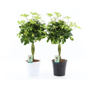 ŠEFLERA GOLD CAPELLA V OKRAS. LON. L22 CM