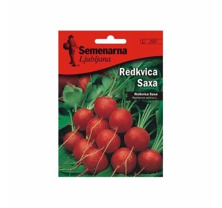 KORENOVKA SEMENARNA REDKVICA SAXA V MALI VREČICI 297