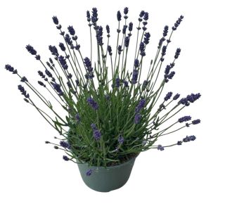 SIVKA OZKOLISTNA HIDCOTE BLUE L17 CM