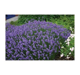 LAVANDULA ANGUSTIFOLIA HIDCOTE BLUE L12