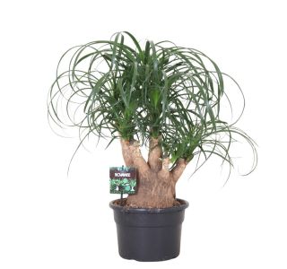 SLONOVA NOGA RAZVEJANA L21 CM